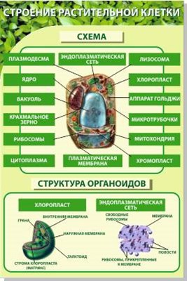 Стенд "Строение растительной клетки" пластик 3 мм размер  600 х 900 мм