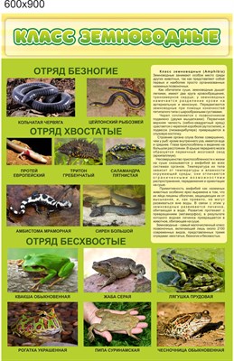 Стенд Класс земноводные пластик 3 мм размер  600 х 900 мм