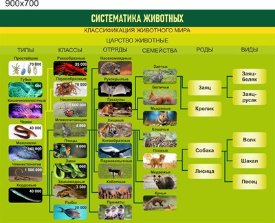 Стенд Систематика животных пластик 3 мм размер  900 х 700 мм