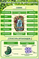 Стенд "Строение растительной клетки" пластик 3 мм размер  600 х 900 мм