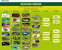 Стенд Систематика животных пластик 3 мм размер  900 х 700 мм