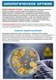 Стенд "Биологическое оружие" формат А2  594 х 420 пластик 3мм